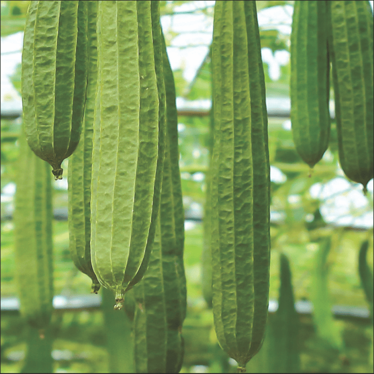 Ridge Gourd