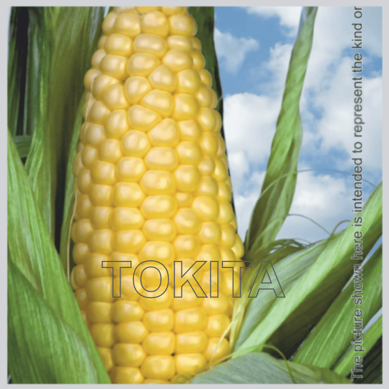 Sweet Corn