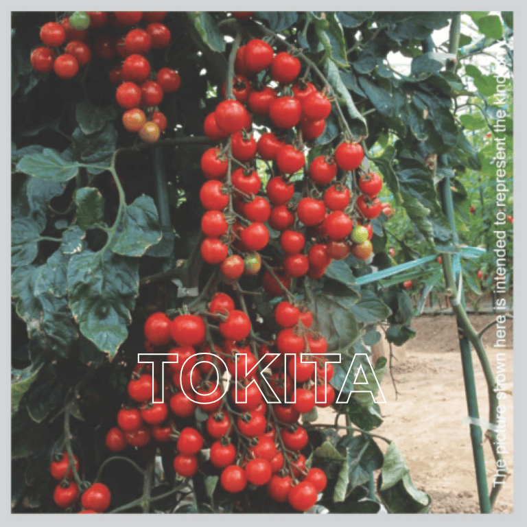 Tomato Cherry