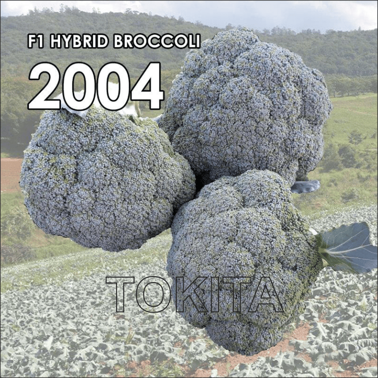 2004 