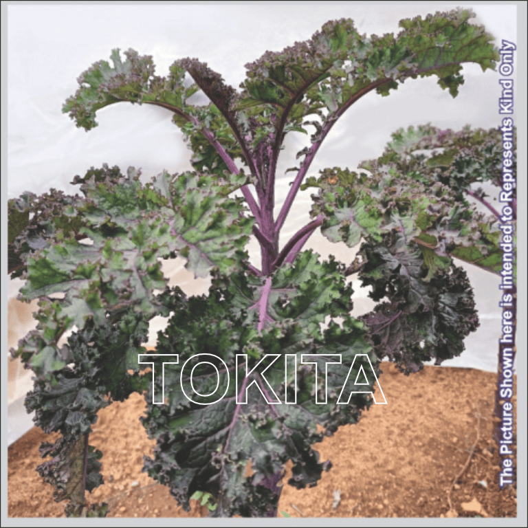 Kale Carino Rosso 