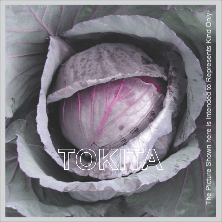 Red Cabbage Scarlet Pearl 