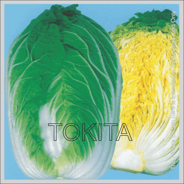 Chinees Cabbage Spring Sun 60 
