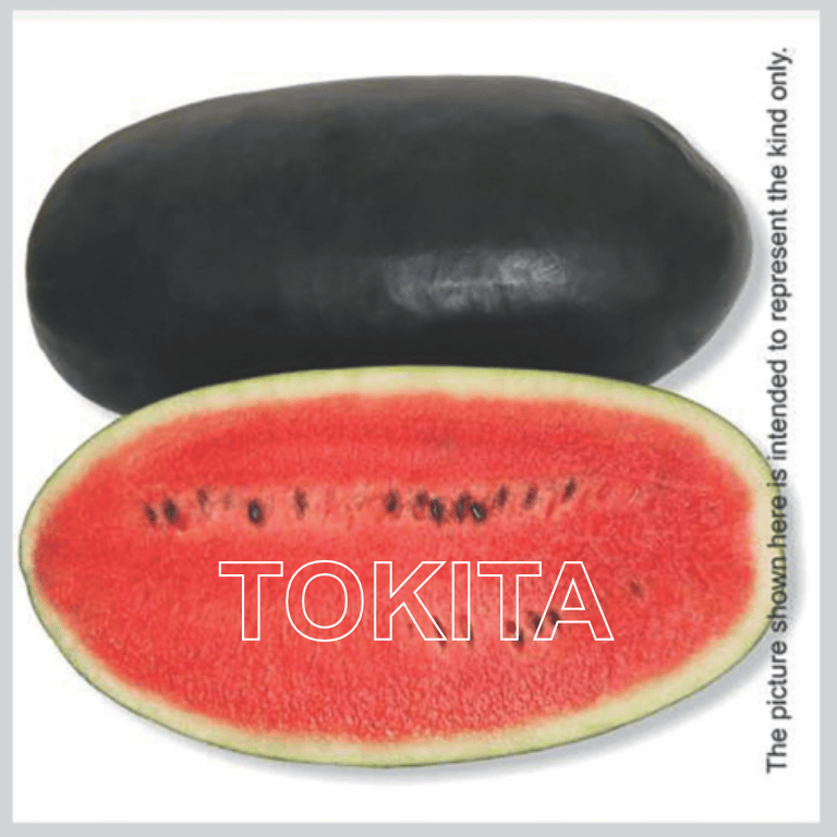 Tokita Honey Plus 